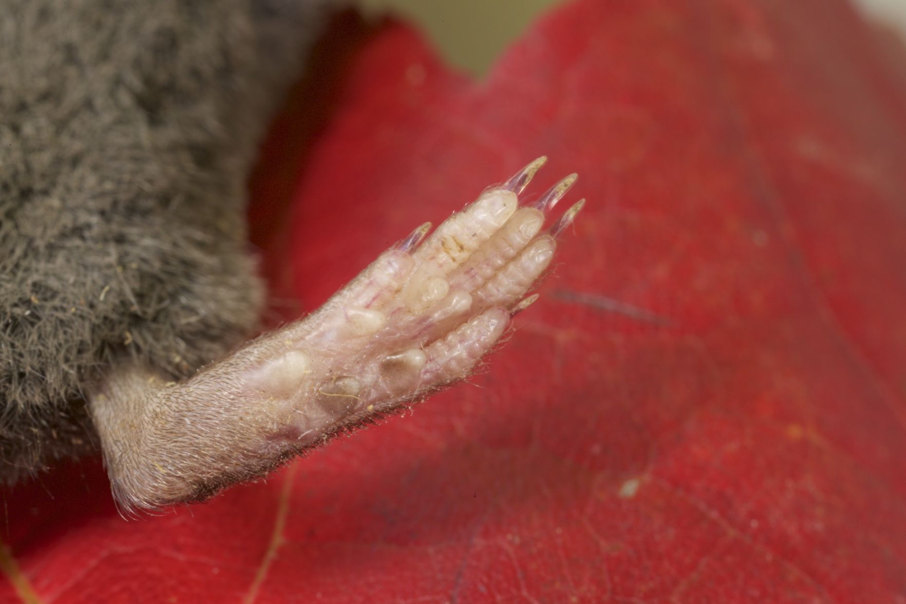 Shrew